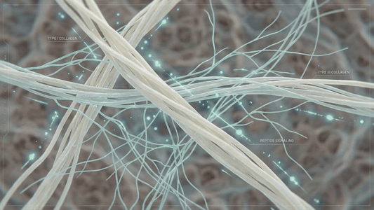 How Peptide Signaling Influences Collagen Ratios (Type I vs Type III)